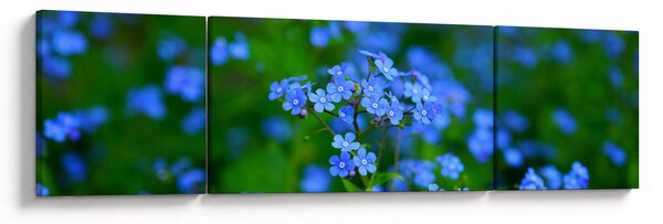 Obraz modrých květin (170x50 cm)