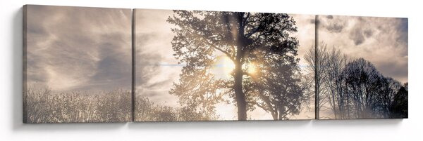 Obraz stromu v mlze (170x50 cm)
