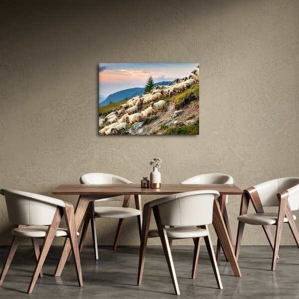 Obraz - Stádo ovcí (70x50 cm)
