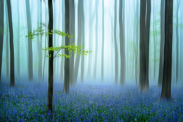 Umělecká fotografie the blue forest ........, Piet Haaksma, (40 x 26.7 cm)