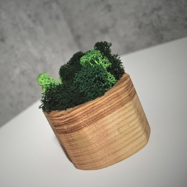 Wooden Mooden Dřevěný květináč s mechem Materiál: Jasan, Výška: 5 cm