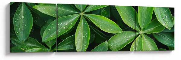 Obraz - Listy s kapkami rosy (170x50 cm)