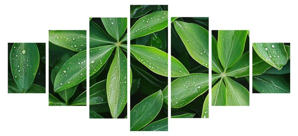 Obraz - Listy s kapkami rosy (210x100 cm)