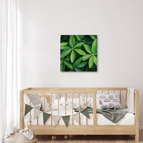 Obraz - Listy s kapkami rosy (30x30 cm)