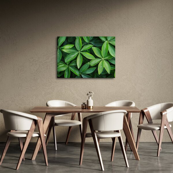 Obraz - Listy s kapkami rosy (70x50 cm)