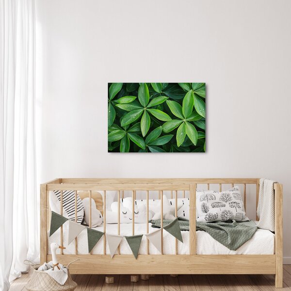 Obraz - Listy s kapkami rosy (70x50 cm)