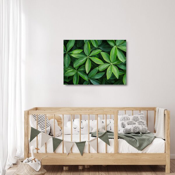 Skleněný obraz - Listy s kapkami rosy (70x50 cm)