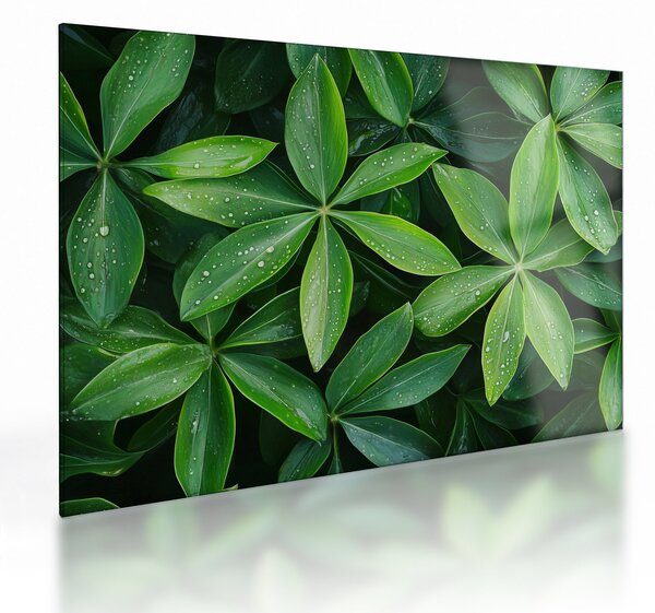 Skleněný obraz - Listy s kapkami rosy (70x50 cm)