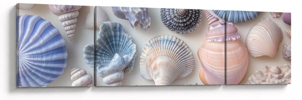 Obraz - Sbírka mušlí (170x50 cm)
