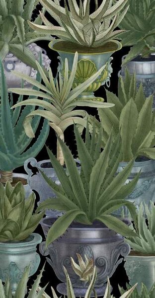 Mind the Gap WP 20163 Echeveria