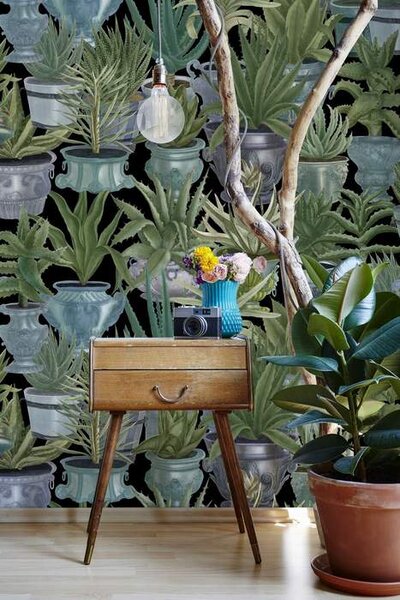 Mind the Gap WP 20163 Echeveria