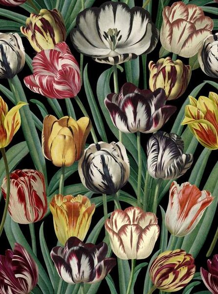 Mind the Gap WP 20178 Tulipa