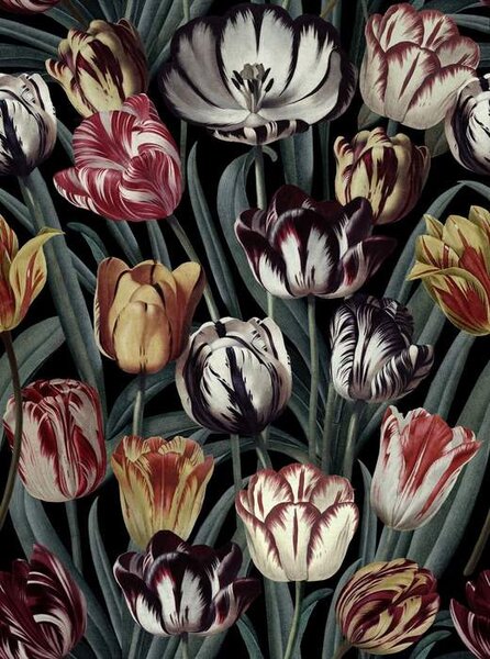 Mind the Gap WP 20177 Tulipa Dark