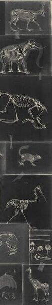 Mind the Gap WP 20237 Zooarcheology Anthracite