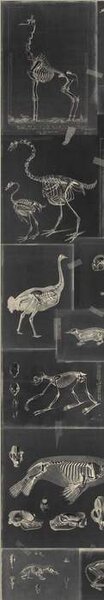 Mind the Gap WP 20237 Zooarcheology Anthracite