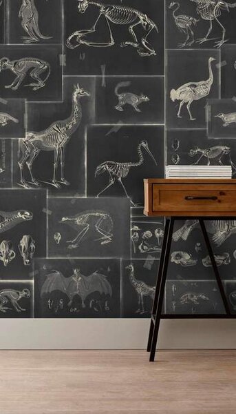 Mind the Gap WP 20237 Zooarcheology Anthracite