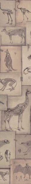 Mind the Gap WP 20236 Zooarcheology