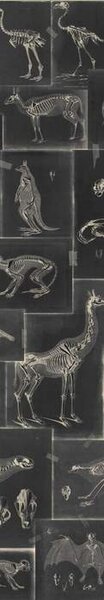 Mind the Gap WP 20237 Zooarcheology Anthracite