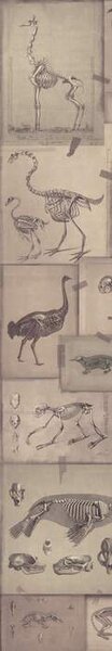 Mind the Gap WP 20236 Zooarcheology