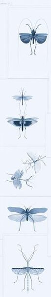Mind the Gap WP 20235 Entomology Blue