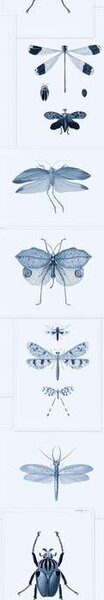 Mind the Gap WP 20235 Entomology Blue