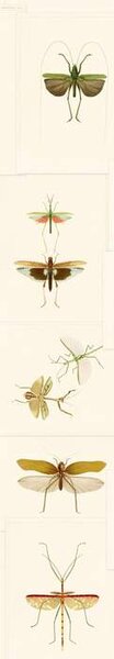 Mind the Gap WP 20233 Entomology