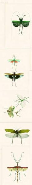 Mind the Gap WP 20234 Entomology Green