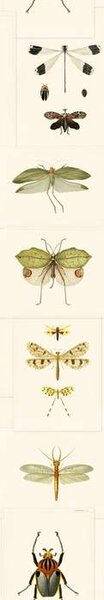 Mind the Gap WP 20233 Entomology