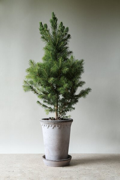 Bergs Potter Terakotový květináč Copenhagen Tall Grey - 10 cm BP113