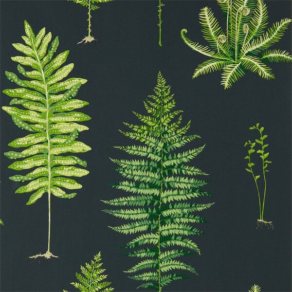 Sanderson Fernery Odstín tapety: Botanical Green