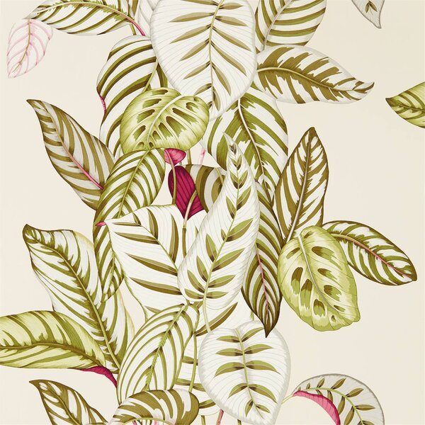 Sanderson Tapeta Calathea Odstín tapety: Olive