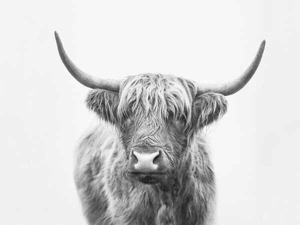 Umělecká fotografie Highland bull, Sisi & Seb, (40 x 30 cm)