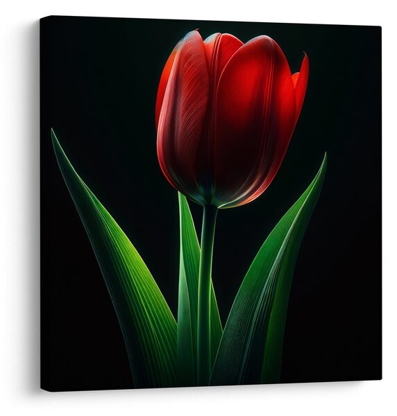 Obraz květ tulipánu v noci