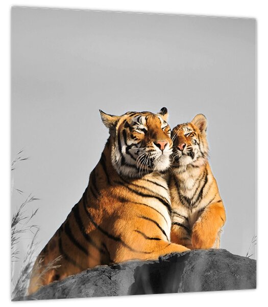 Obraz - Tygřice a její mládě, černobílá varianta (30x30 cm)
