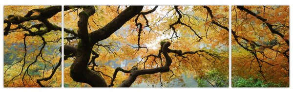 Obraz žlutého japonského javoru, Portland, Oregon (170x50 cm)