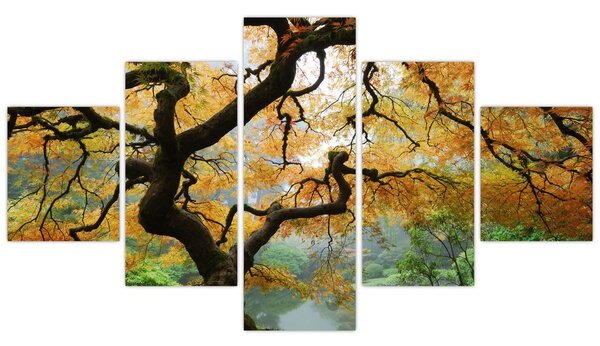 Obraz žlutého japonského javoru, Portland, Oregon (125x70 cm)