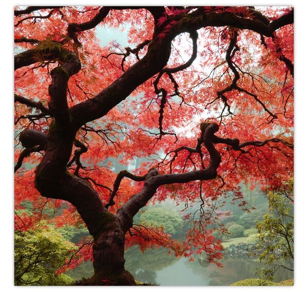 Obraz červeného japonského javoru, Portland, Oregon (30x30 cm)