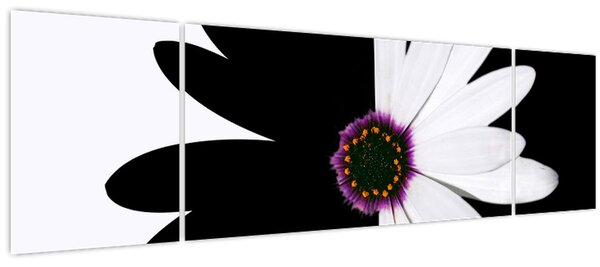 Obraz černobílého květu (170x50 cm)