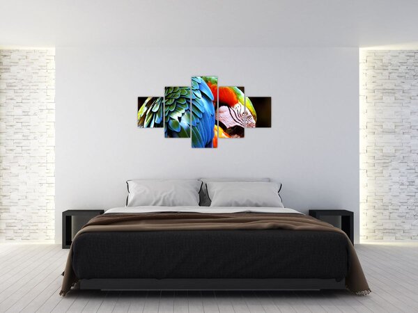 Obraz - Papoušek (125x70 cm)
