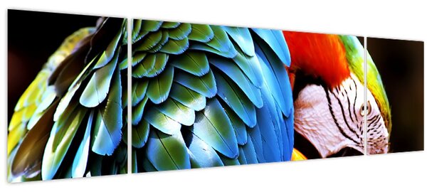 Obraz - Papoušek (170x50 cm)