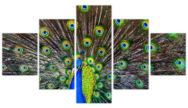Obraz - Páv (125x70 cm)