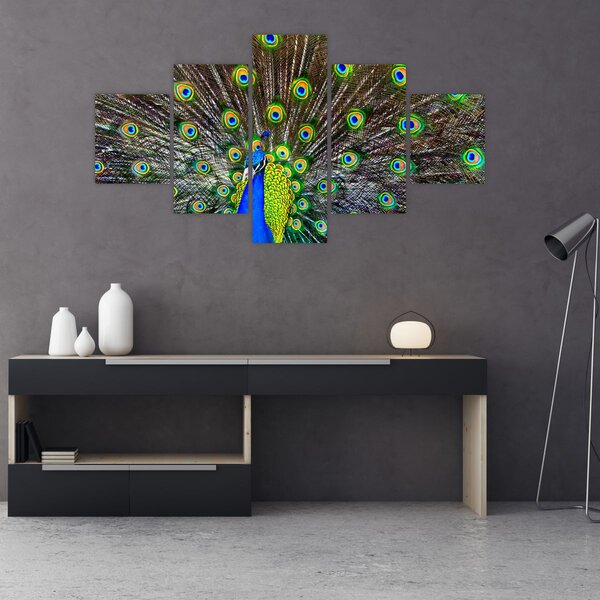 Obraz - Páv (125x70 cm)