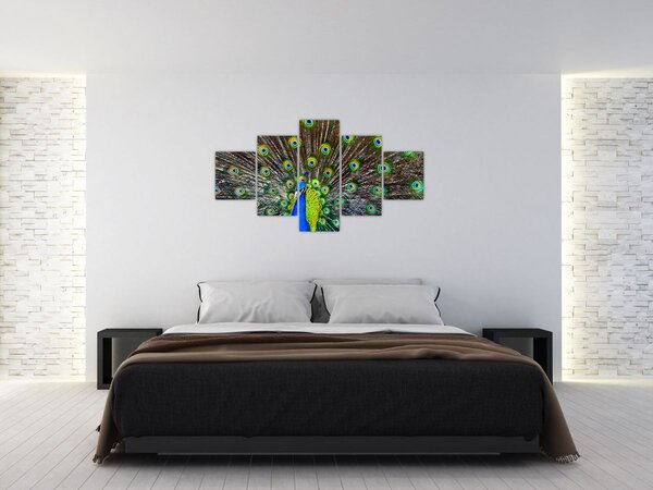 Obraz - Páv (125x70 cm)