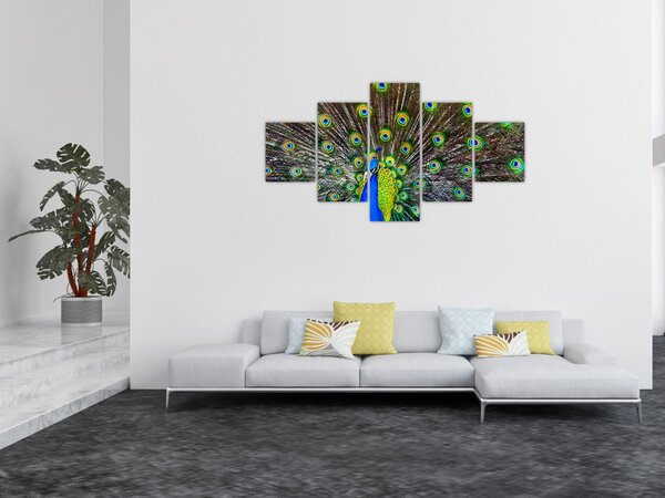 Obraz - Páv (125x70 cm)