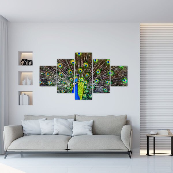 Obraz - Páv (125x70 cm)