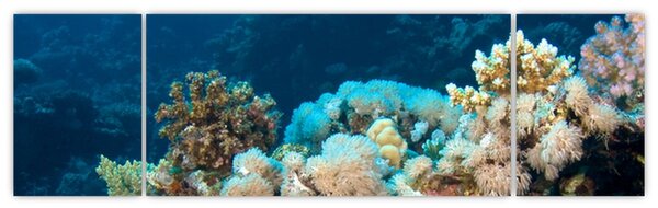 Obraz - V oceánu (170x50 cm)