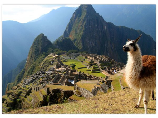 Obraz - Lama a Machu Picchu (70x50 cm)