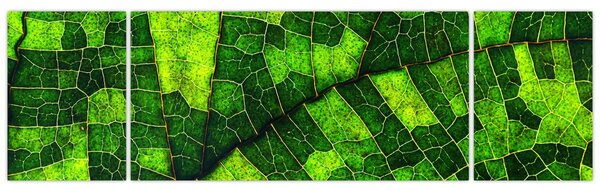 Obraz - Detail listu (170x50 cm)