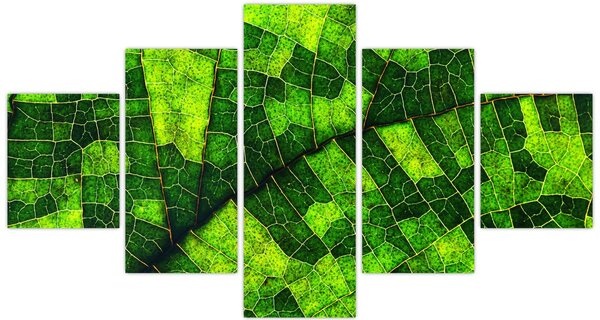 Obraz - Detail listu (125x70 cm)