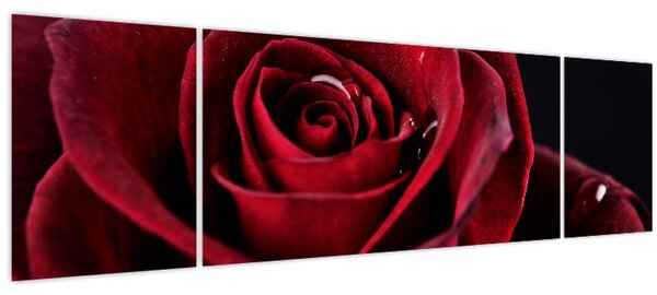 Obraz - Rudá růže (170x50 cm)